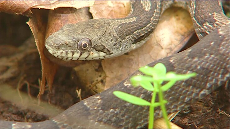 Close Up Of A Gray Rat Snake
