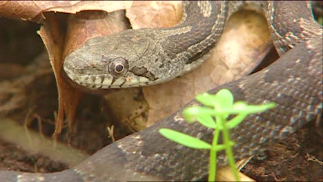 close up of a gray rat snake