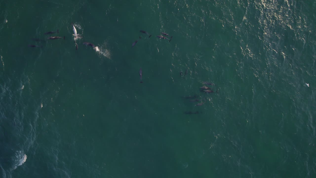 낮에 타스만 해에서 수영하는 병코 돌고래 무리의 최고 전망 - 드론 샷