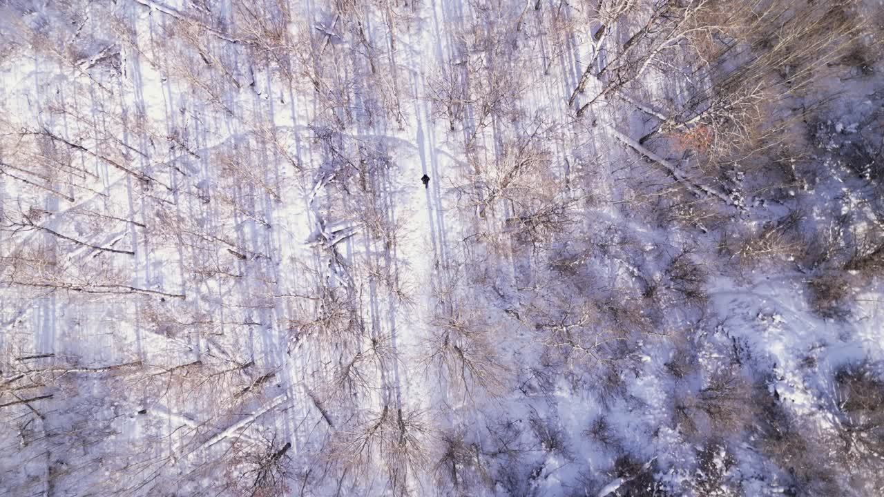 Un drone aereo sorvola una persona che cammina lungo un sentiero forestale invernale coperto di neve in una giornata di sole