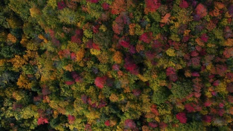 birdseye aerial view of flashy autumn colors of forest