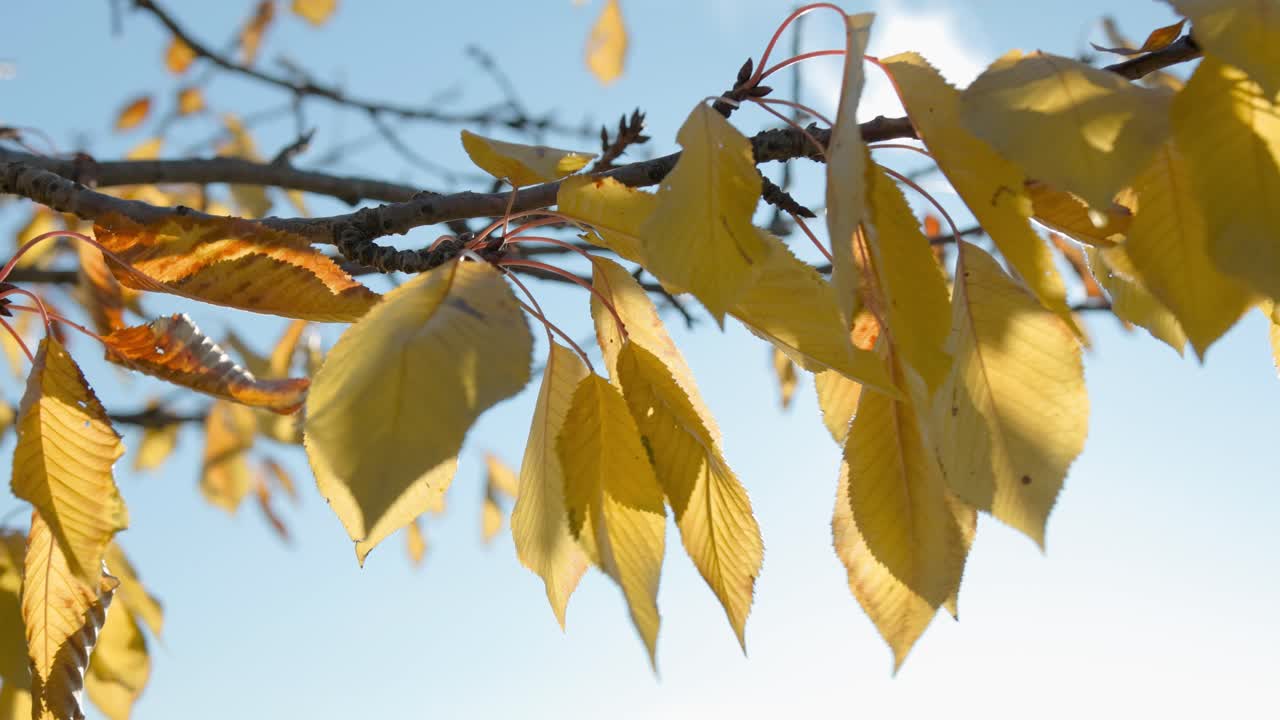 Yellow cherry leaves hanging from the branch waiting to fall carried by the wind
