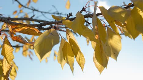 Gelbe-Kirschblätter-Hängen-Am-Ast-Und-Warten-Darauf,-Vom-Wind-Getragen-Zu-Fallen