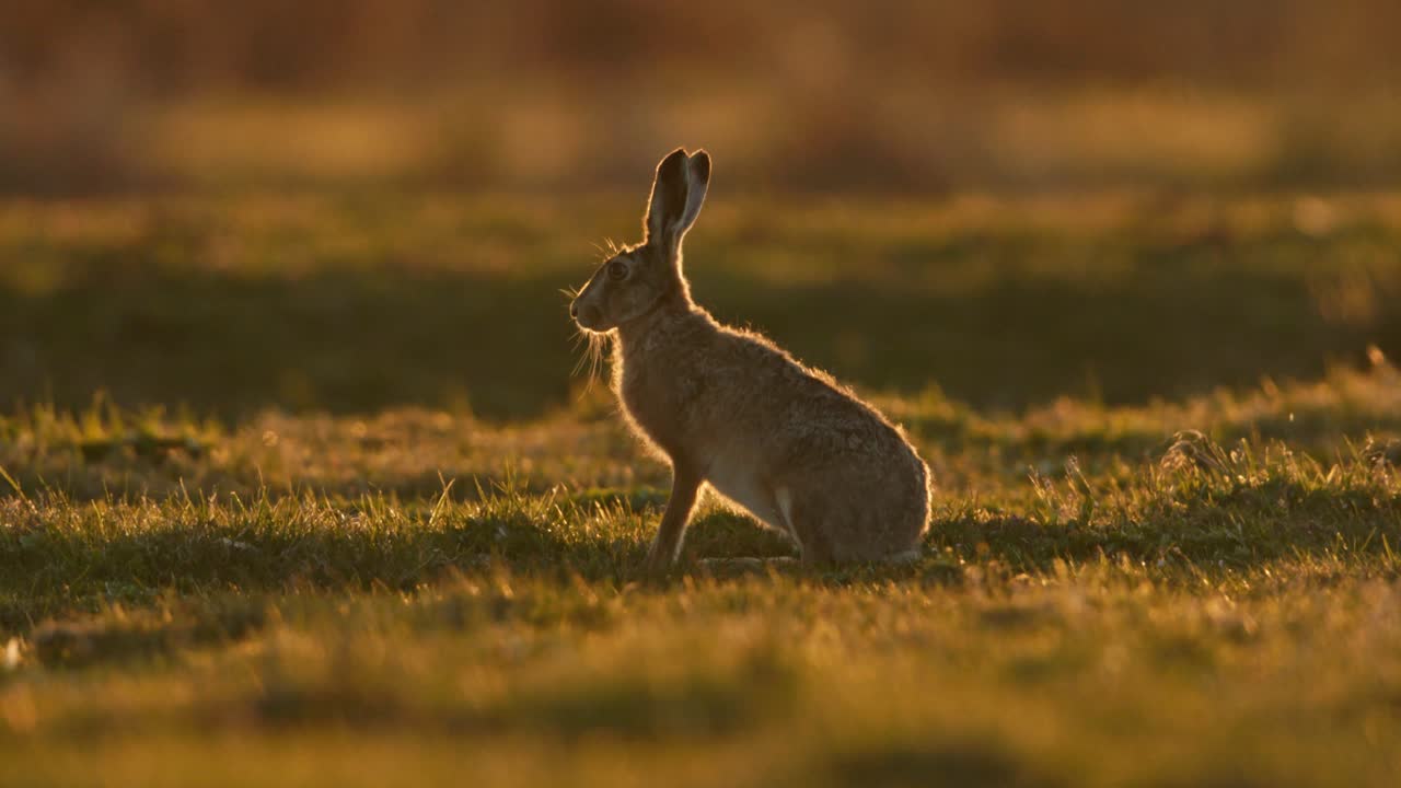 Brown Hare at Sunset