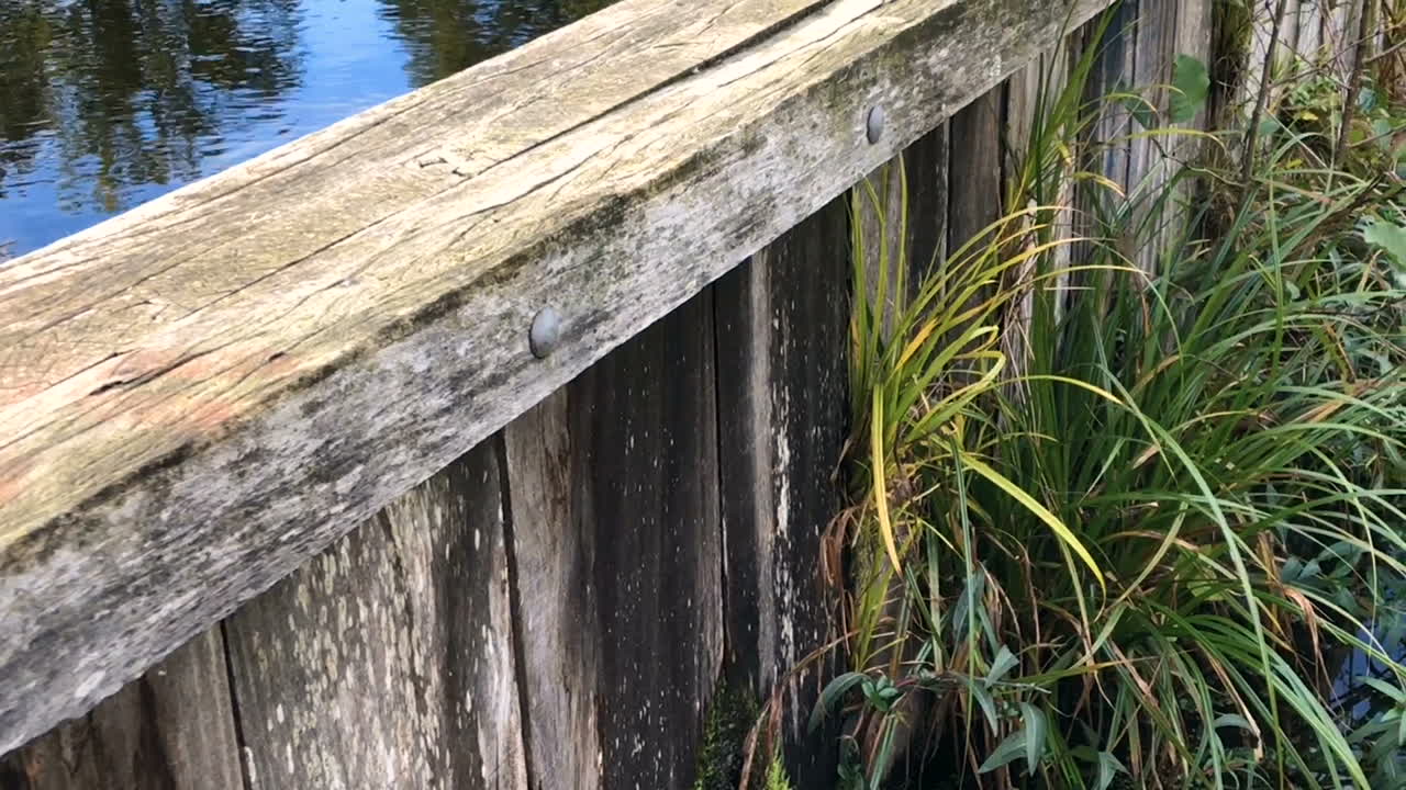 나무 댐, 자란 연못