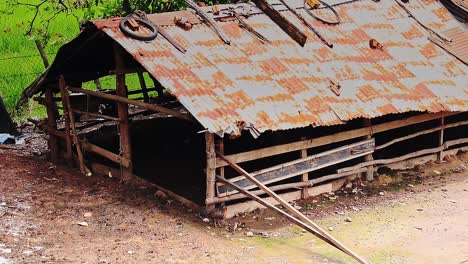 a chicken hen leading her chicks foraging outside an old farm shed, shows the authentic life and culture in the rural countryside of kampot cambodia