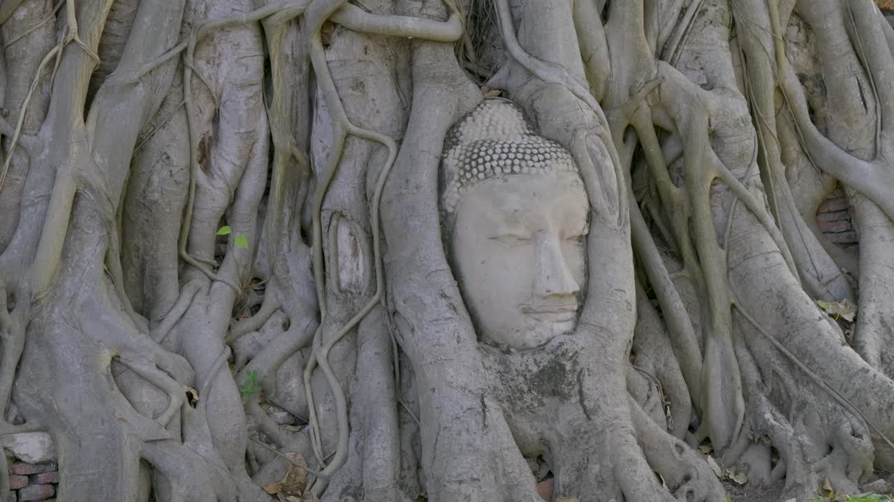 Buddha face inside tree, famous sight in Ayutthaya, Thailand
