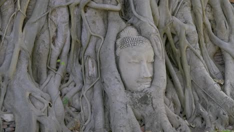 buddha face inside tree, famous sight in ayutthaya, thailand