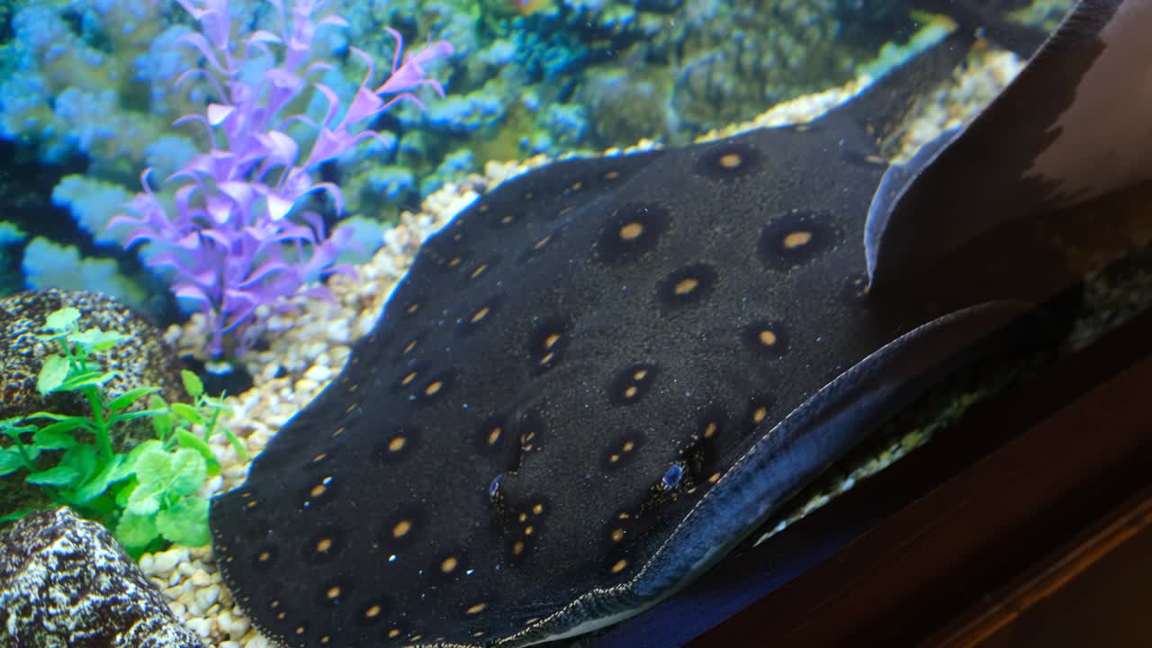 dos rayas decorativas con manchas oscuras en un hermoso acuario. una rampa cubre la otra.