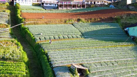 a farmer is working on the vegetable plantation to spray fertilizer - traditional indonesian farmer