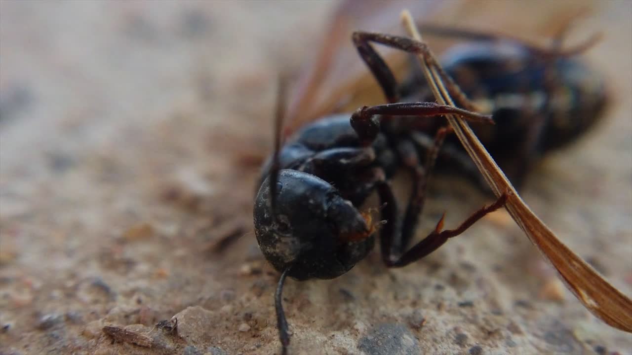 un avispón negro sostiene sus alas mientras mueve su boca hacia adelante y hacia atrás