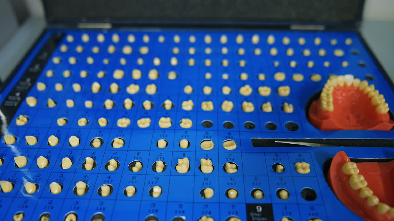 A set of teeth samples and two denture models. Close up. Dentistry and implantation concept.