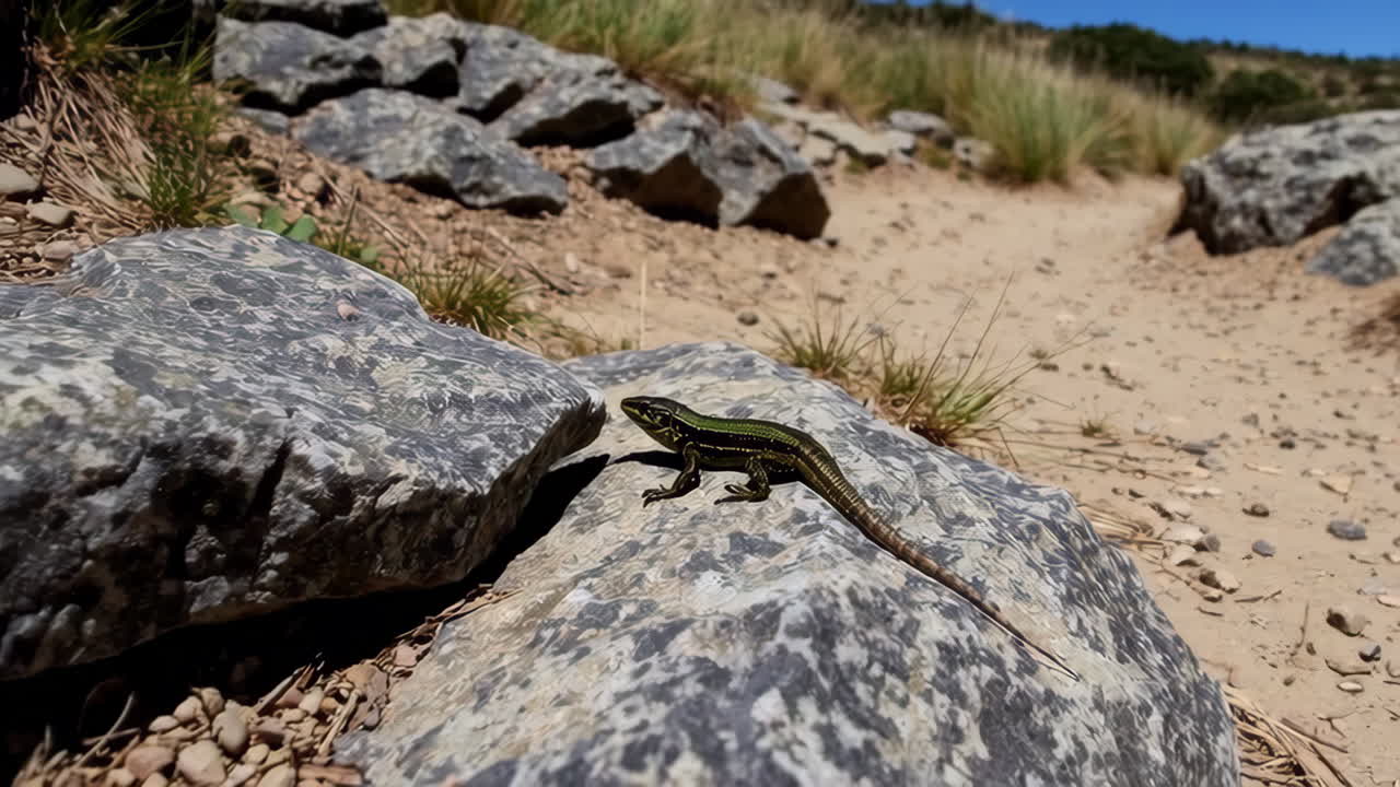 Lizard on a rock in a mountainous area