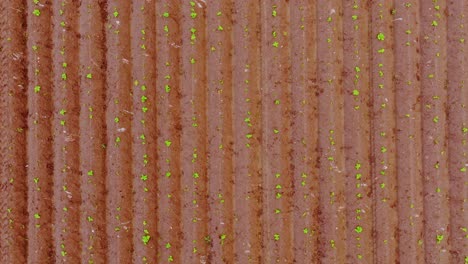 symmetrical farmland pattern of potato crops sprouting in brown soil, drone