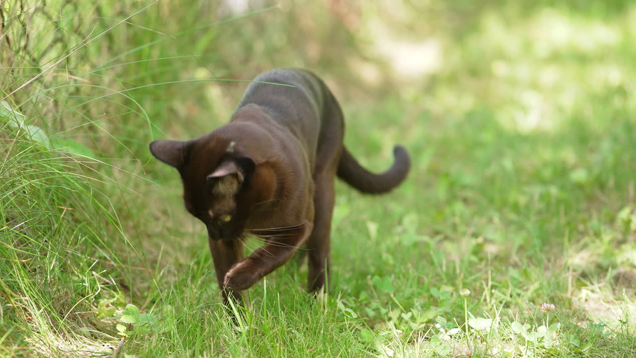 Careful lovely kitty walking by the green grass. Amazing domestic animal in the nature. Close up.
