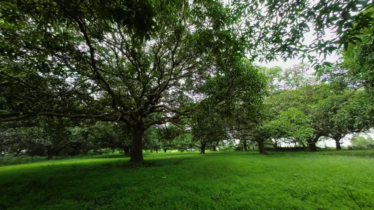 A peaceful mango orchard featuring lush green grass, aligned rows of mango trees, and a rich canopy under bright natural light.