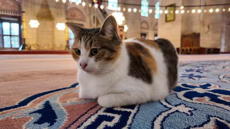 a cat resting in a mosque