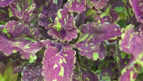 close up texture of greenish red leaves