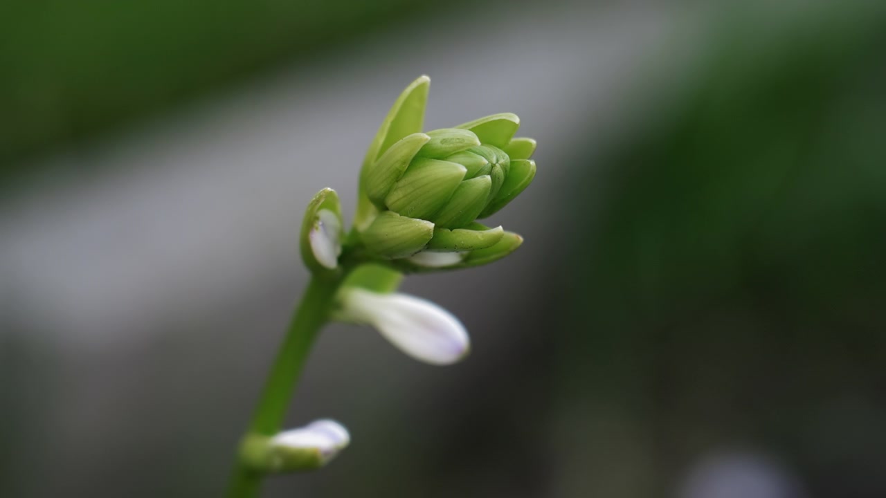 Nærbilde av en grønn blomsterknopp på en stilk