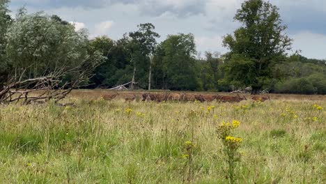 herd of red deer walk through tall grass green meadow on windy day