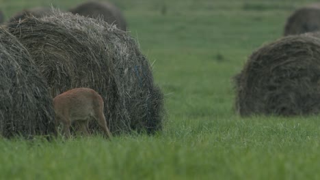 Roe-deer-in-dawn-dusk-evening-autumn-light-between-hay-rolls-eating-playing