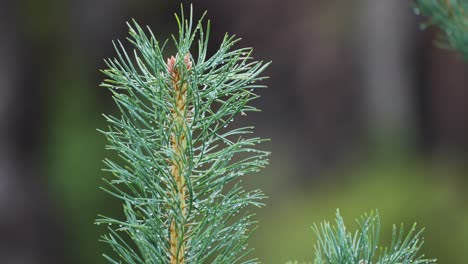 a close-up shot of the young pine tree top strewn with tiny raindrops