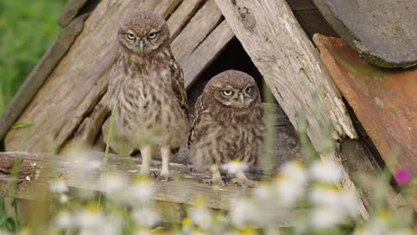 two baby owls perched outside an owl box, owl house, mother flying, landing, feeding her babies, close up slow motion