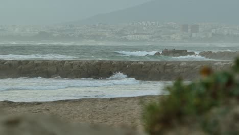 Cambio-De-Enfoque-De-Las-Flores-A-Lo-Lejano,-Junto-Al-Mar