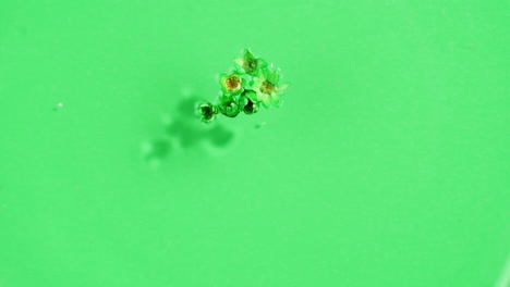 little flowers in water on green background close up. freshness.