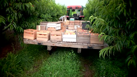 Steadicam-motion-following-tractor-pulling-a-wagon-loaded-with-crates-of-freshly-picked-peaches