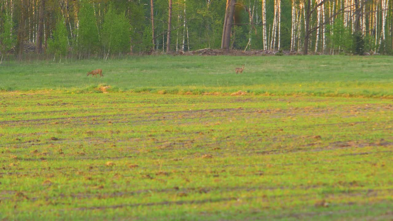 저녁에 들판에서 걷고 먹는 유럽 노루 두 마리, 황금시간, 멀리서 중간 샷