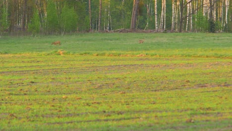 Two-European-roe-deer-walking-and-eating-on-a-field-in-the-evening,-golden-hour,-medium-shot-from-a-distance