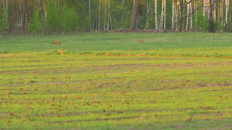 Zwei-Europäische-Rehe-Laufen-Und-Essen-Abends-Auf-Einem-Feld,-Goldene-Stunde,-Mittlerer-Schuss-Aus-Der-Ferne