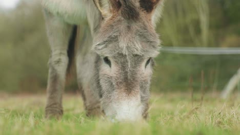 4K Cinematic slow motion footage of a donkey in a field eating grass on a sunny day.