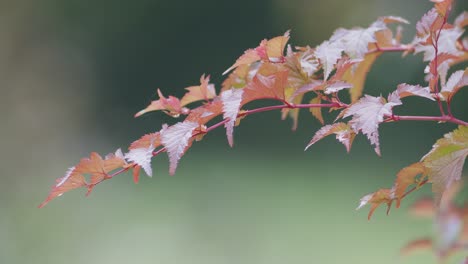 physocarpus opulifolius ninebark red leaves in autumn in very slow wind with blurred background