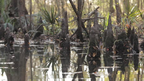 Camera-pan-through-cypress-swamp