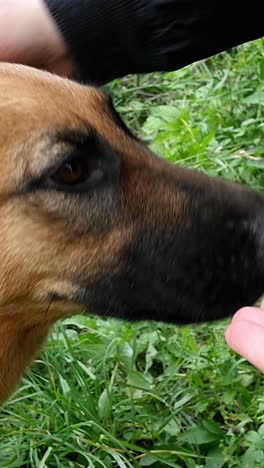 german shepherd eat cherry slow motion
