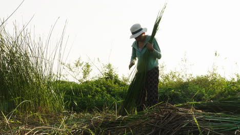 La-Visión-Amplia-De-Recolectar-Materiales-Naturales-Para-Crear-Colchones-Tradicionales-Es-Una-Tarea-Laboriosa-Que-Requiere-Trabajo-Duro,-Especialmente-En-Los-Días-Más-Soleados-En-La-Provincia-De-Quang-Nam,-Vietnam