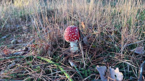 Pilz-Oder-Fliegenpilz-Rot-Mit-Weißen-Flecken