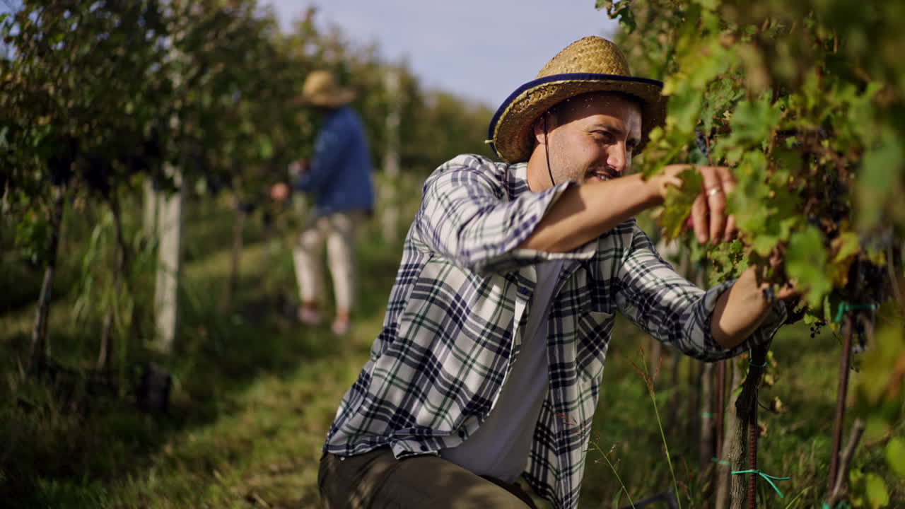Grape Harvest in the Vineyard