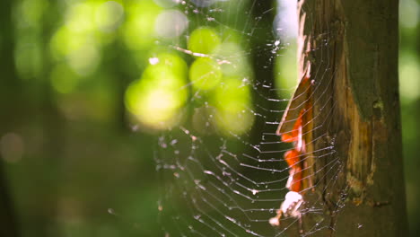 close up of a spiderweb in the woods