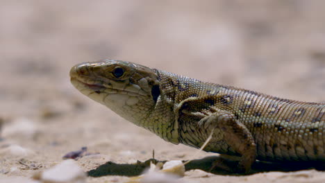 Makroaufnahme-Einer-Wilden-Reptilienechse,-Die-An-Heißen-Sommertagen-In-Der-Wildnis-Auf-Trockenem-Boden-Ruht