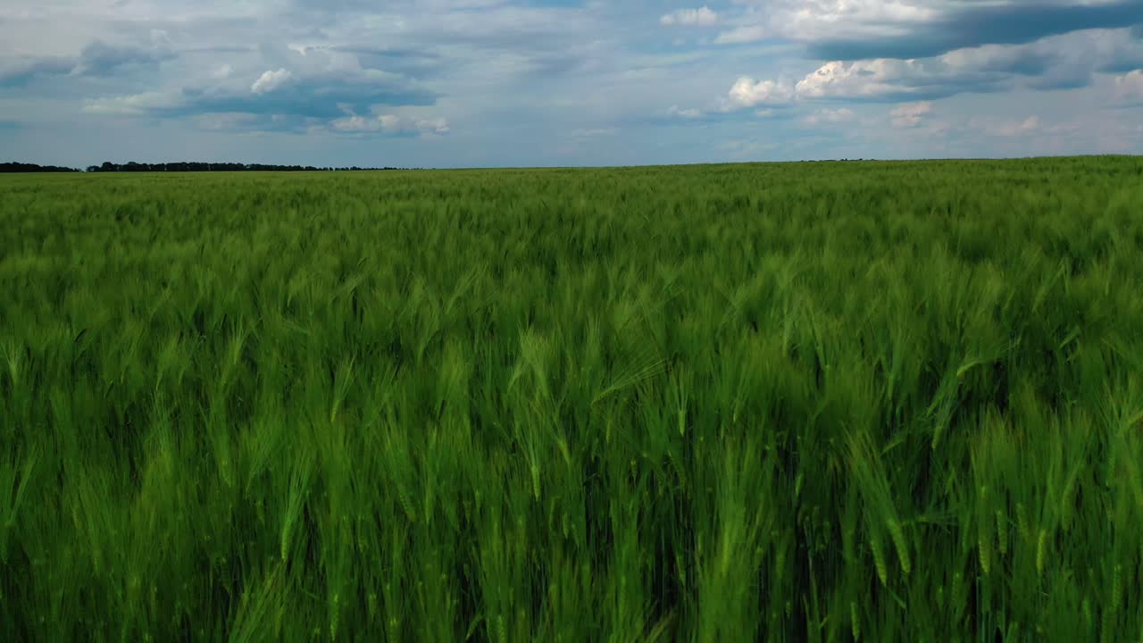 Green nature under blue sky. Agricultural landscape in spring. Beautiful background of growing green plants. Motion camera left.