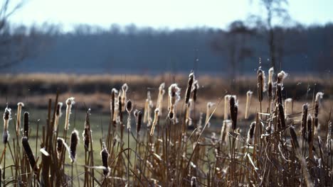 group of typhas waving and losing their pieces in strong wind with a pond behind