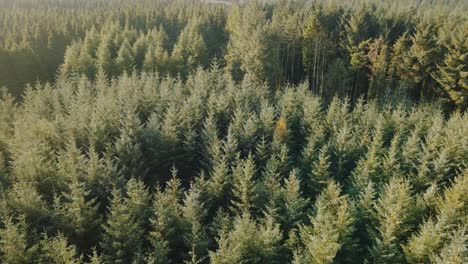 Aerial-view-flying-over-vast-pine-tree-forest,-tilt-up-reveal