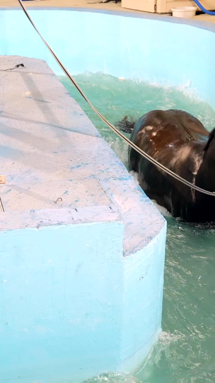Horse in a hydrotherapy pool with a person