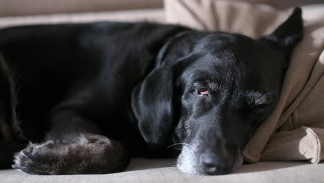 a senior black labrador is drowsy on the couch