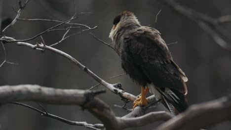 Caracara-Encaramado-En-Un-árbol-En-Chile,-Sudamérica