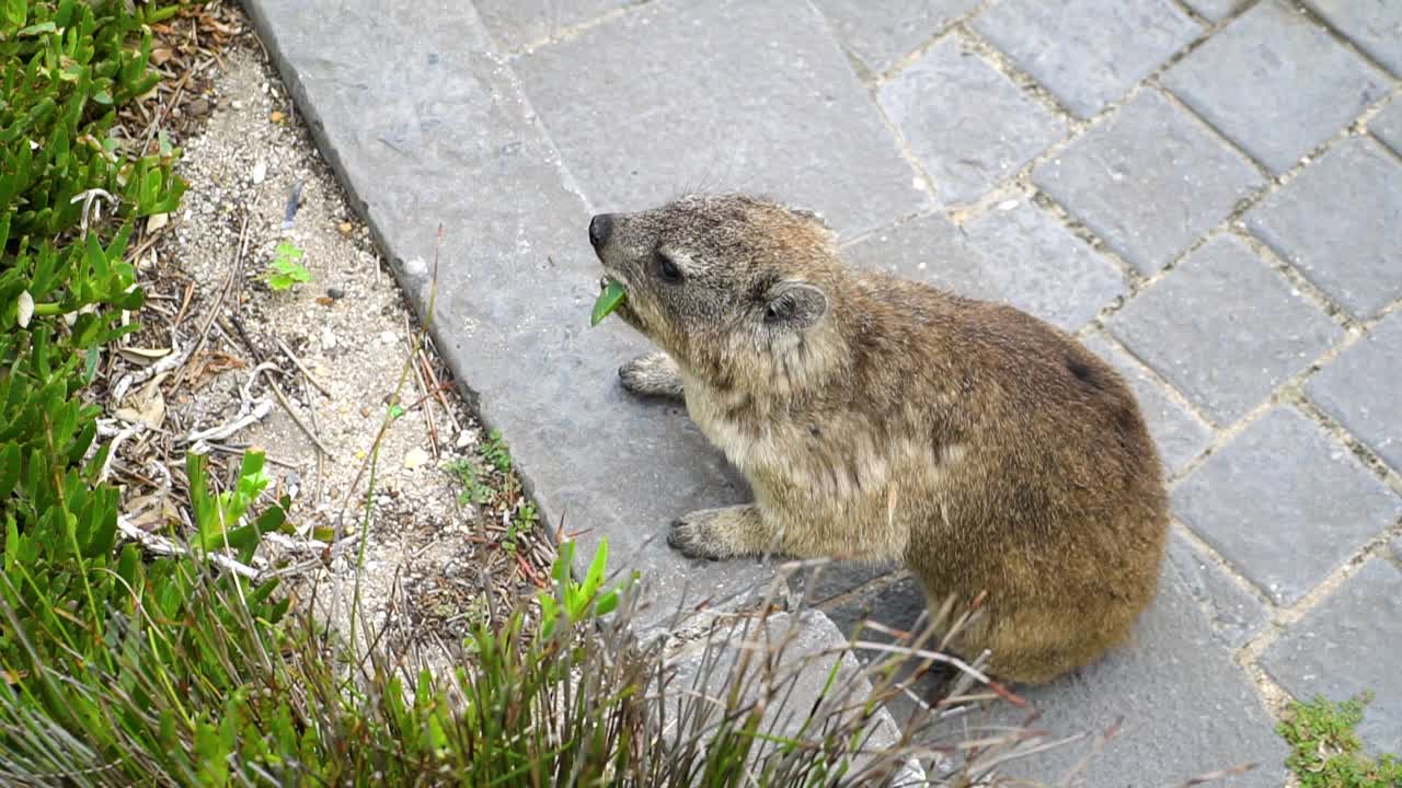 rock hyrax comiendo plantas en las calles de garden route en sudáfrica