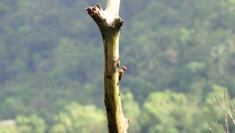 a male woodpecker bird is looking at its nest hole in a dry tree branch